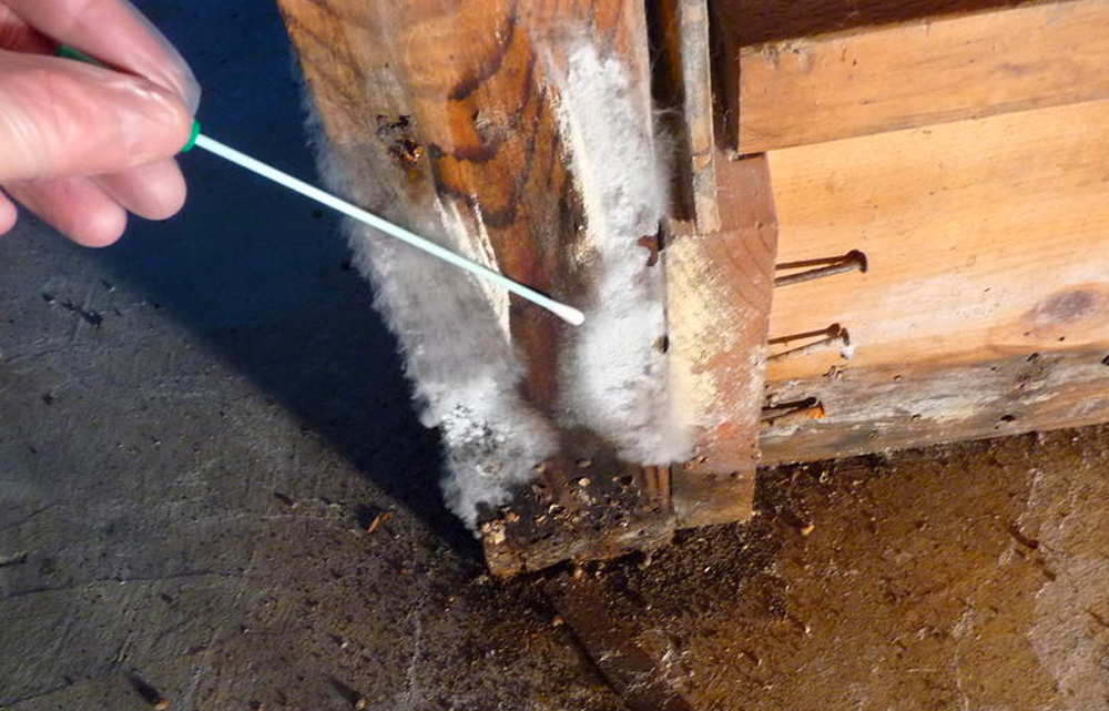 Image of mold being sampled. A mold inspection is one of our inspection services.