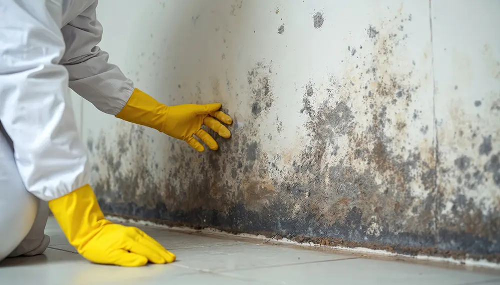 Image of mold being sampled. A mold inspection is one of our inspection services.